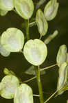 Field pennycress